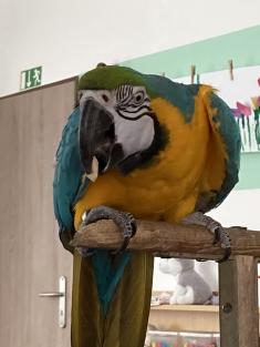 Ukázka cizokrajných papoušků
